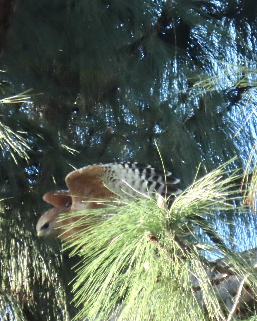 Red-shouldered Hawk - ML521012181