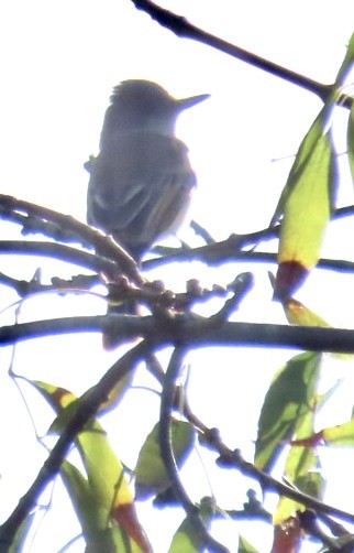 Dusky-capped Flycatcher - ML521012261