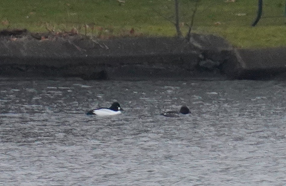 Common Goldeneye - ML521015261