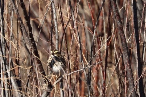 Savannah Sparrow - ML521017371