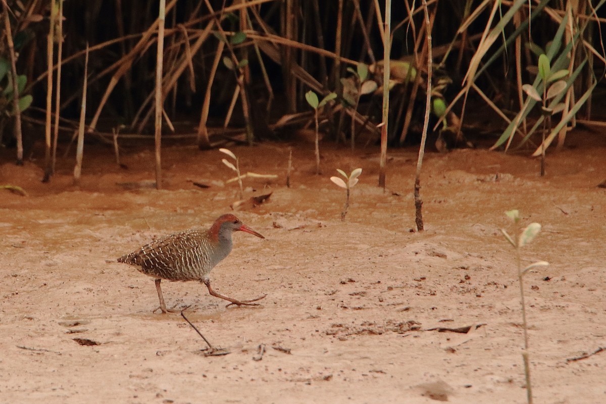 Slaty-breasted Rail - ML521019121