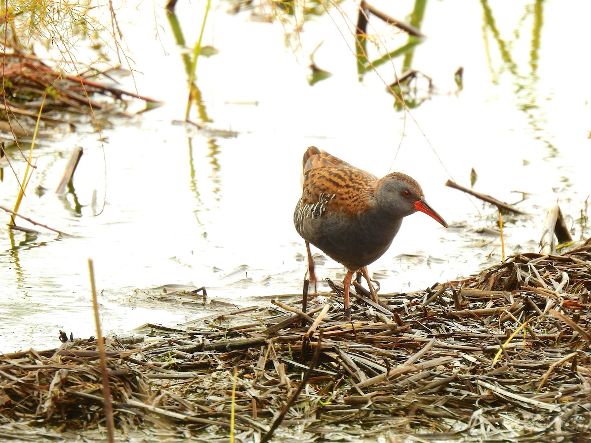 Water Rail - Victoriano Mora Morillo