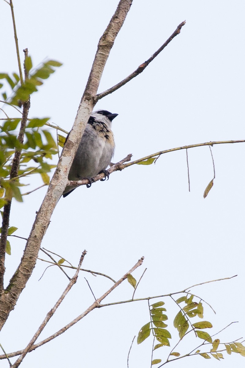 Gray-and-gold Tanager - ML52102021