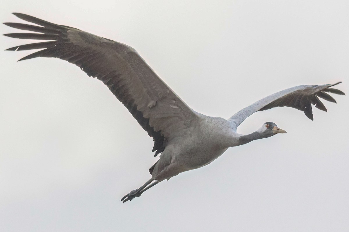 Common Crane - Mac Aragon