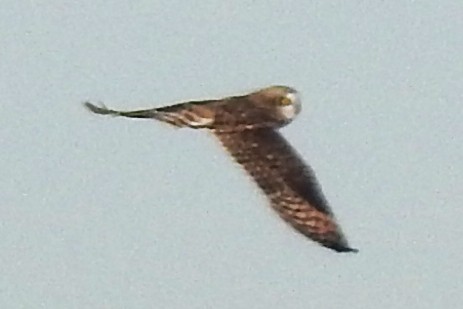 Short-eared Owl - ML521020661