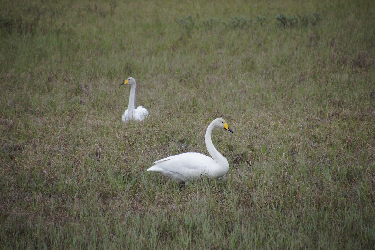 Whooper Swan - ML521020751