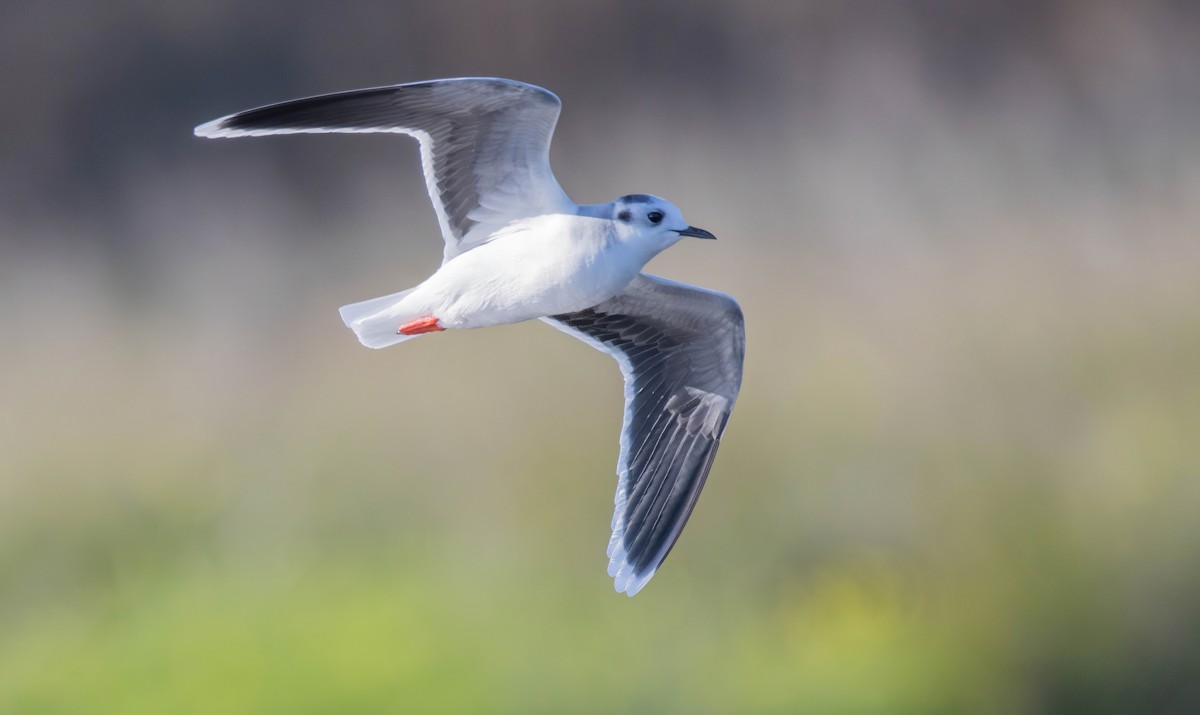 Little Gull - ML521021331
