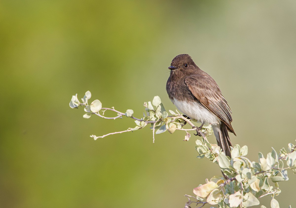 Black Phoebe - ML521022521