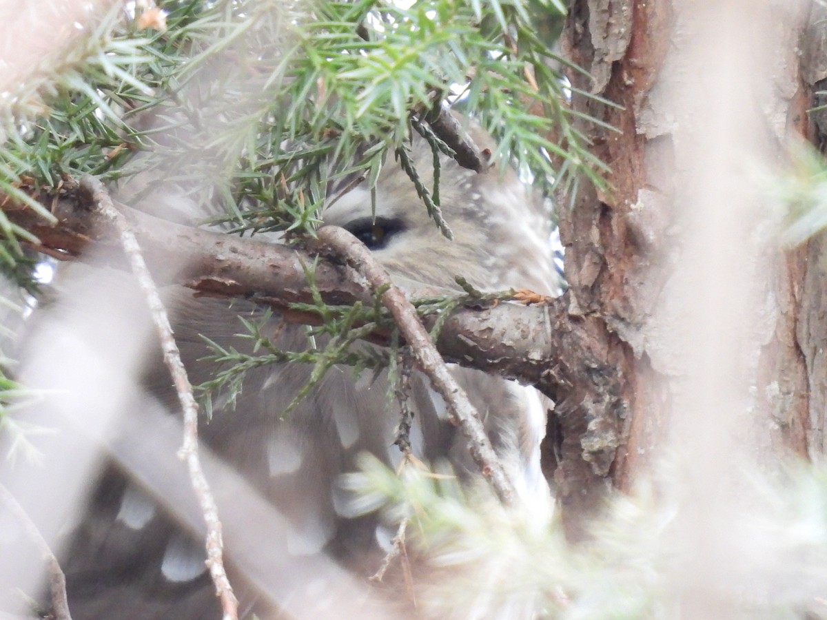 Northern Saw-whet Owl - ML521023521