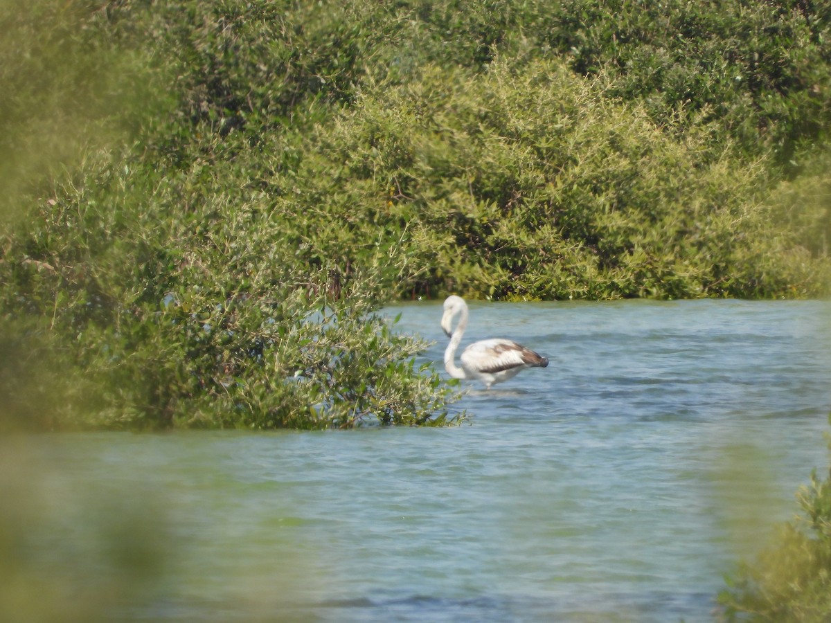 Greater Flamingo - ML521023631