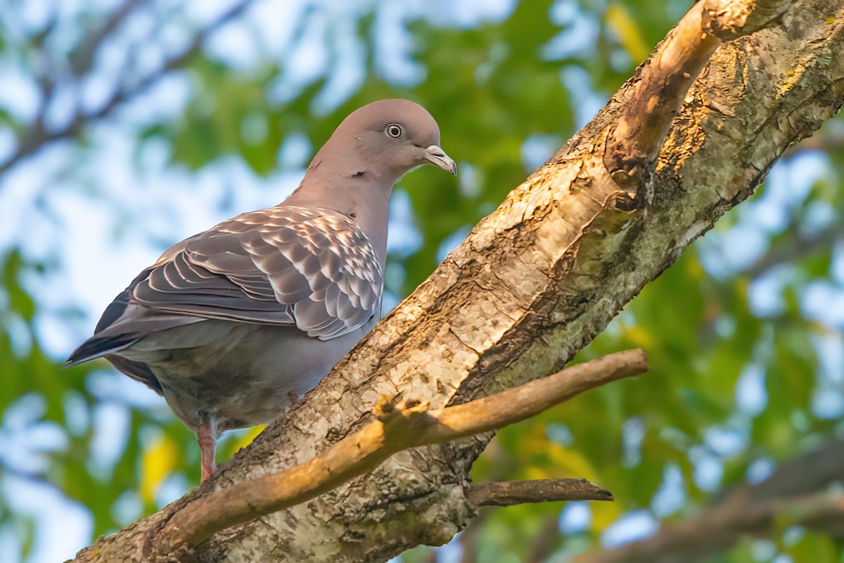 Spot-winged Pigeon - ML521023731