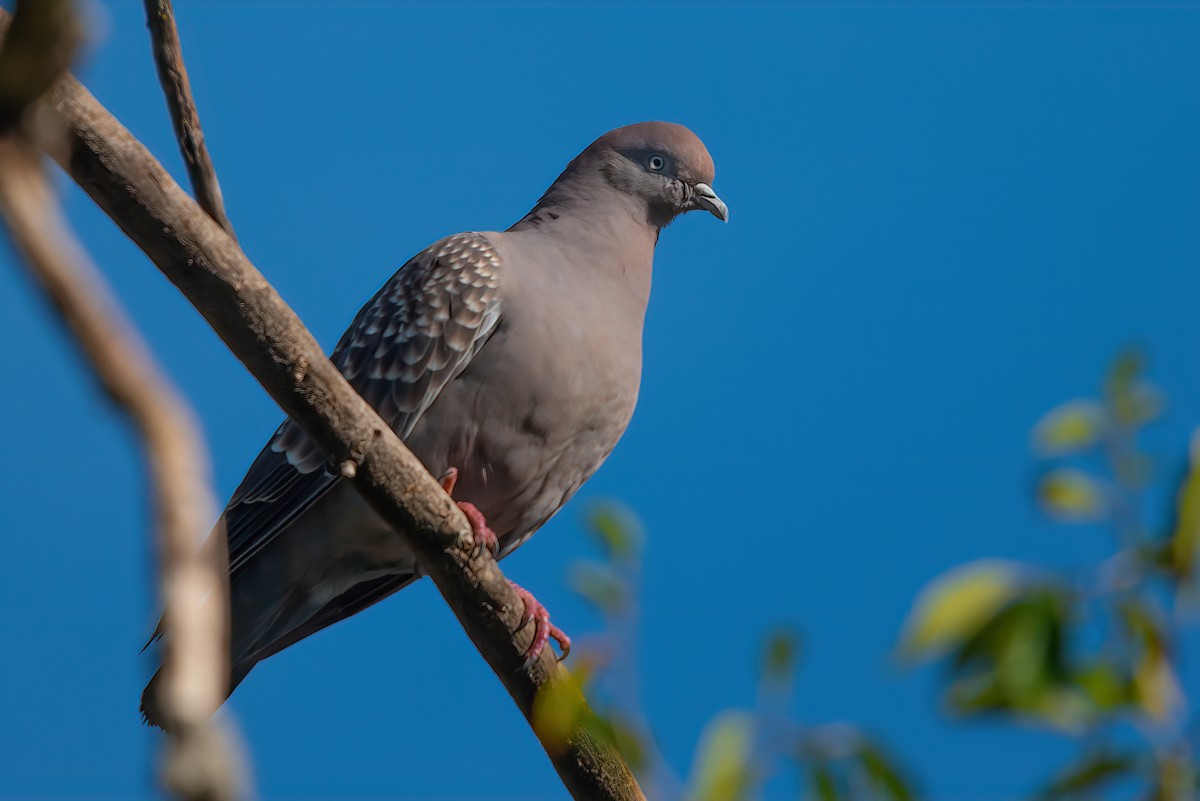 Spot-winged Pigeon - ML521023741