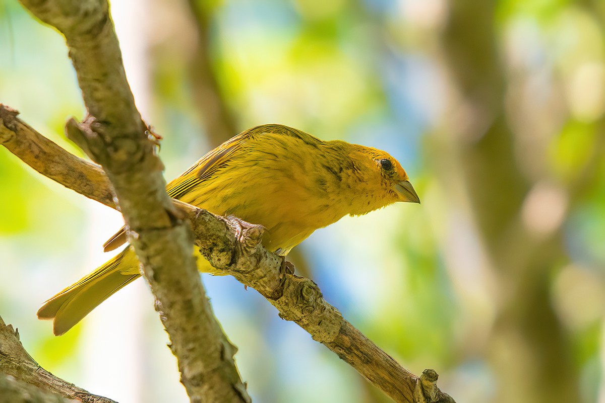 Saffron Finch - ML521024091