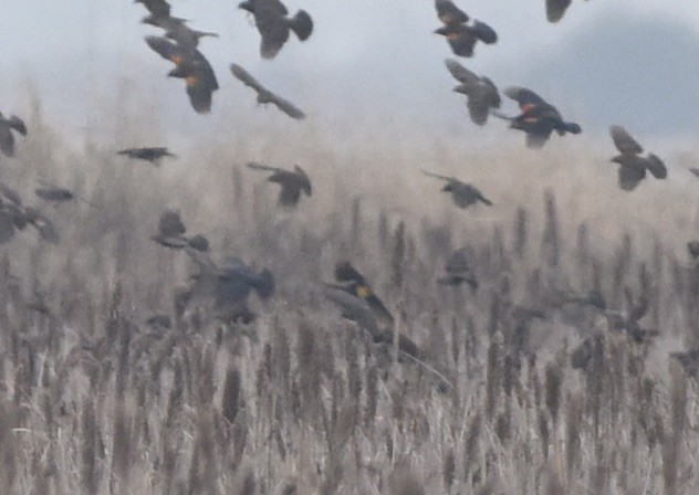 Yellow-headed Blackbird - ML521024761