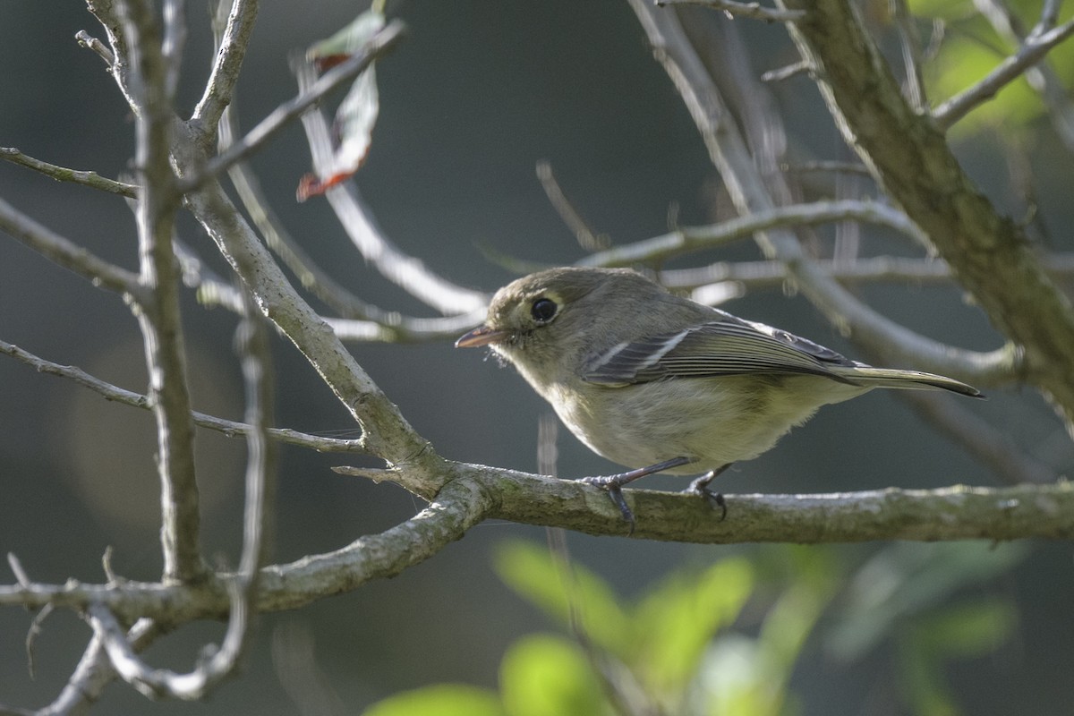 Hutton's Vireo - ML521025991