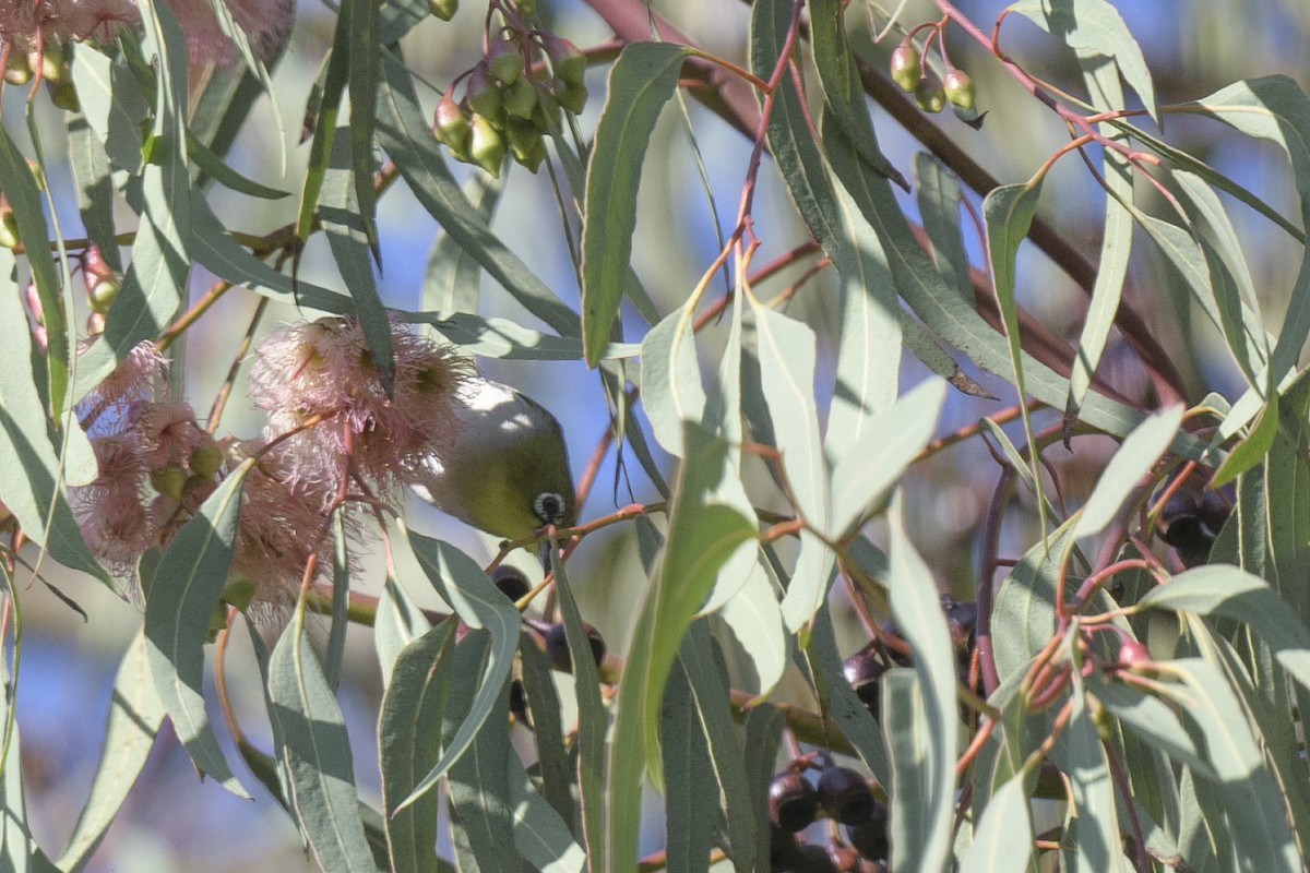 Swinhoe's White-eye - ML521026081