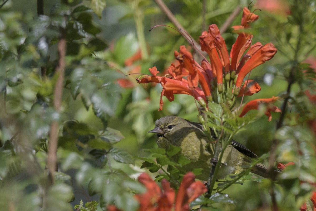 Orange-crowned Warbler - ML521026231