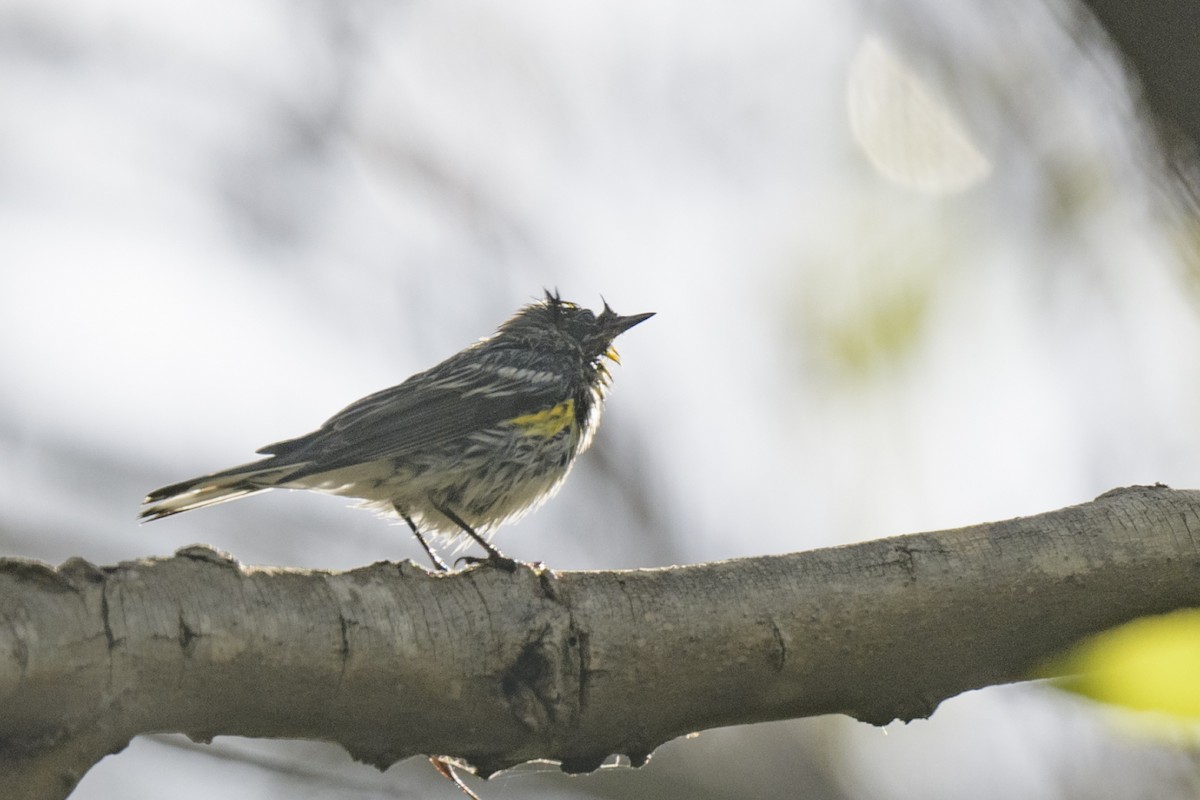 Yellow-rumped Warbler - ML521026331