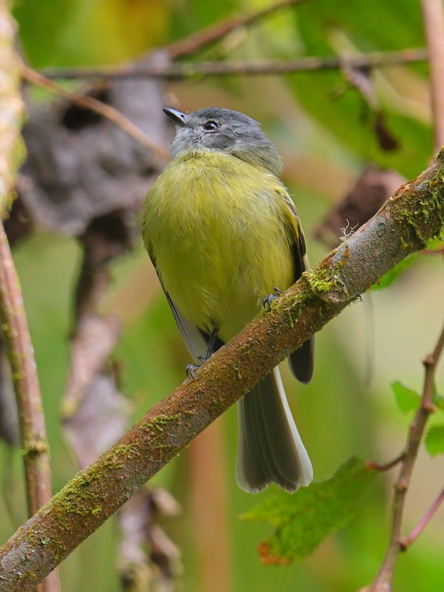 Plumbeous-crowned Tyrannulet - Anonymous