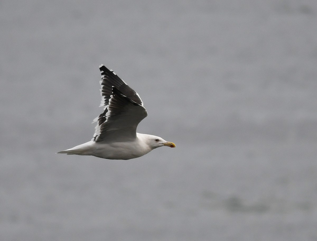 Great Black-backed Gull - ML521027251