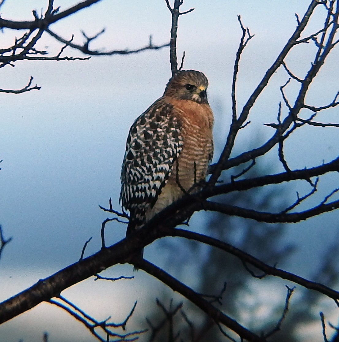 Red-shouldered Hawk (elegans) - ML52102731