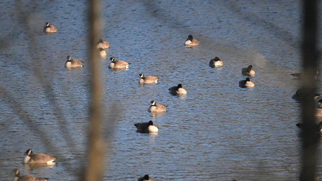 Canada Goose - ML521029681