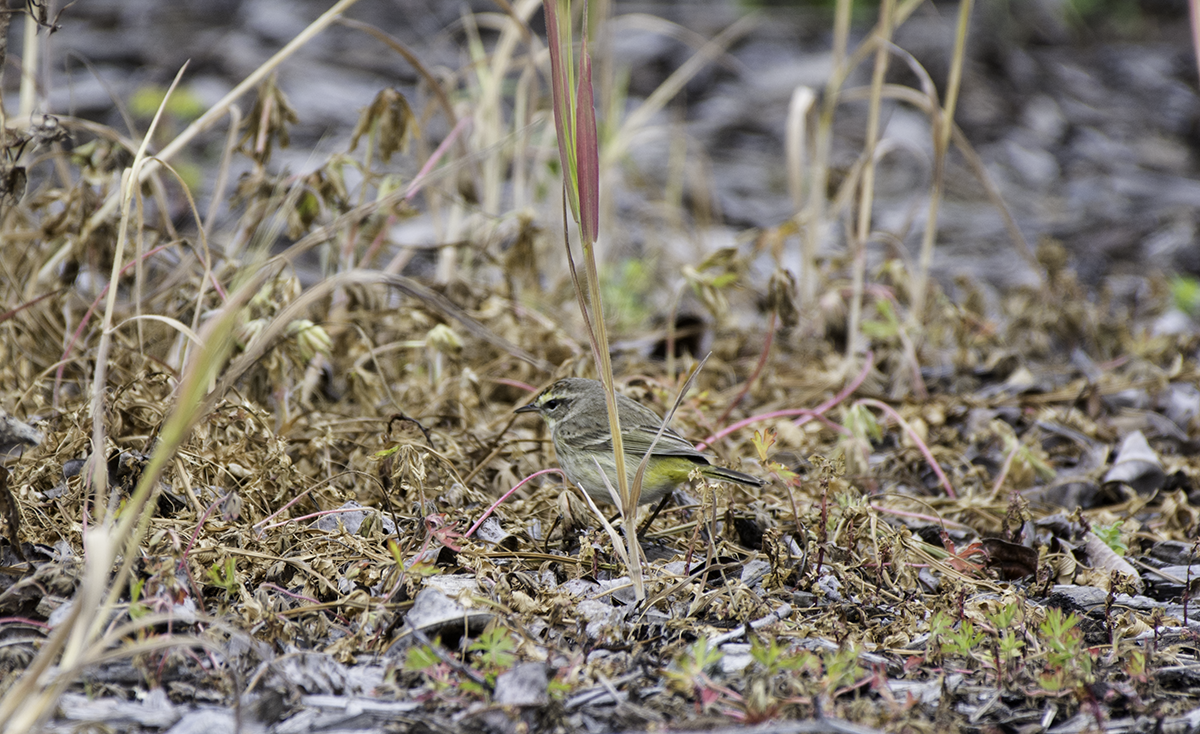 Palm Warbler (Western) - ML52102981