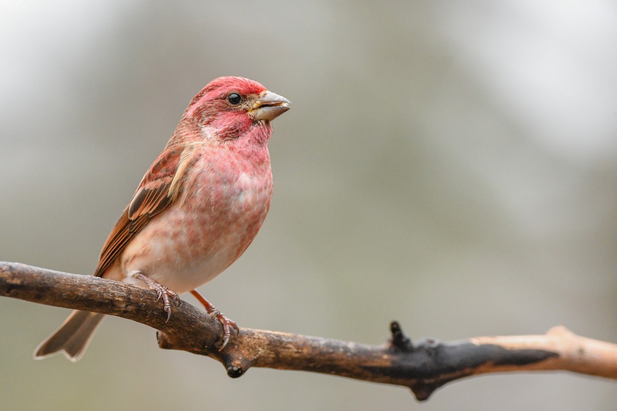 Purple Finch - ML521031571