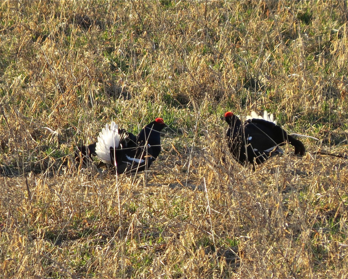 Black Grouse - ML521031801