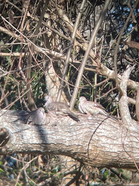 Inca Dove - ML521031901