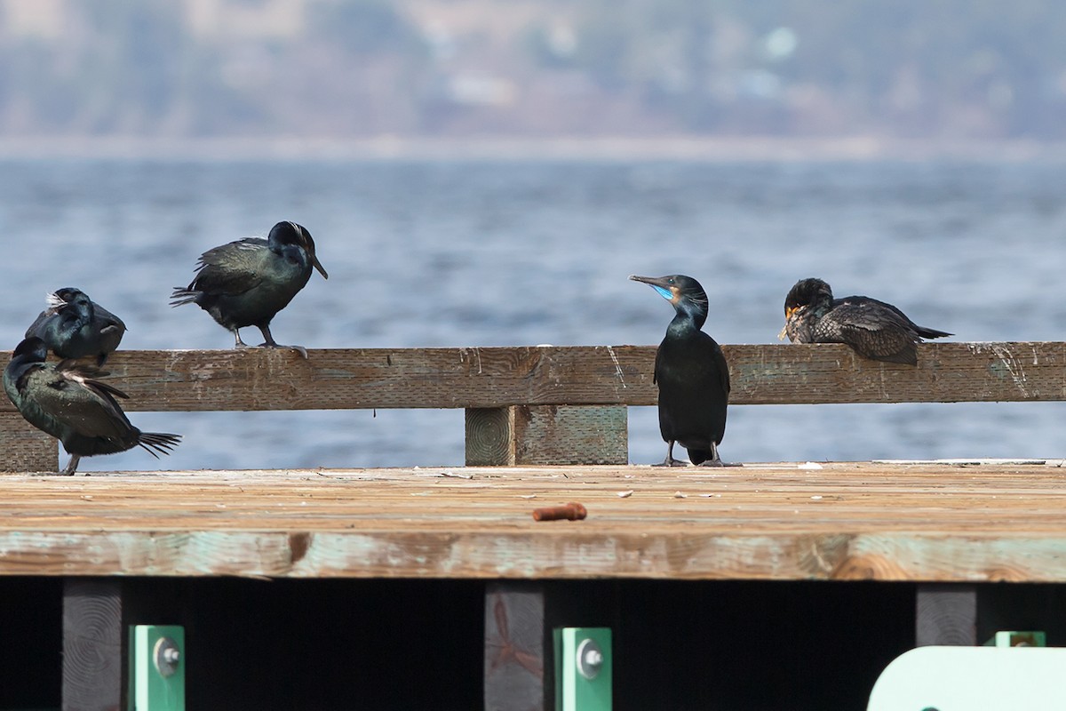 Brandt's Cormorant - ML52103251