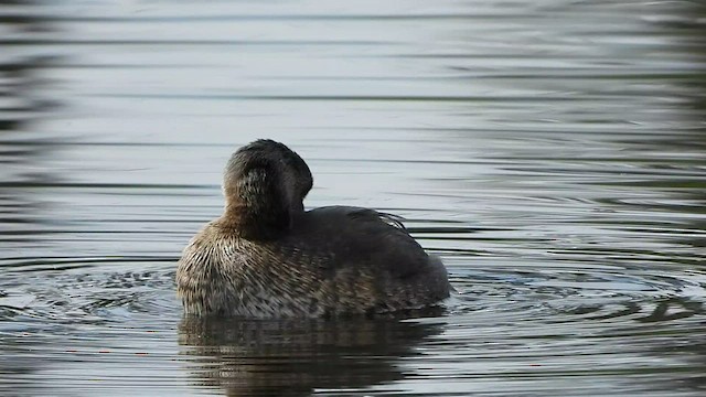 Pied-billed Grebe - ML521034341