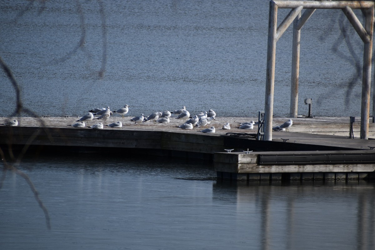 Ring-billed Gull - ML521035171