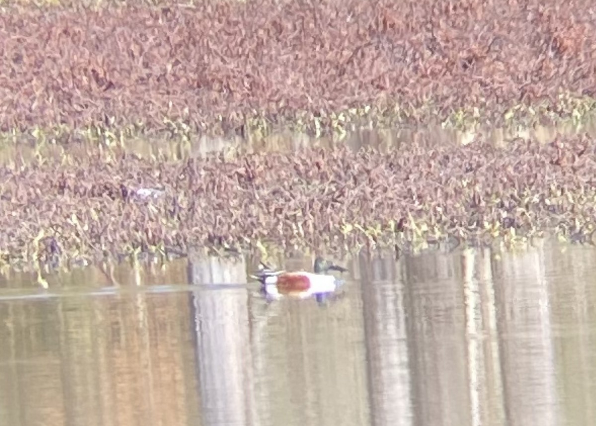 Northern Shoveler - ML521035391