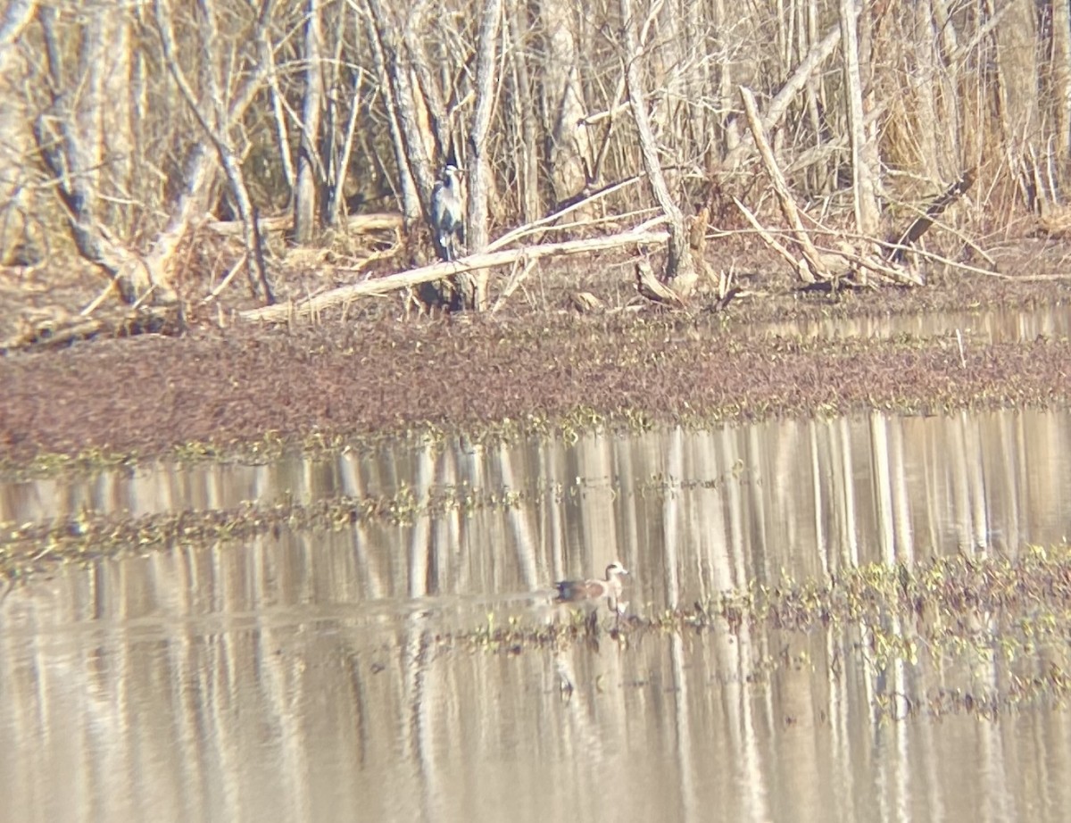 American Wigeon - ML521035761