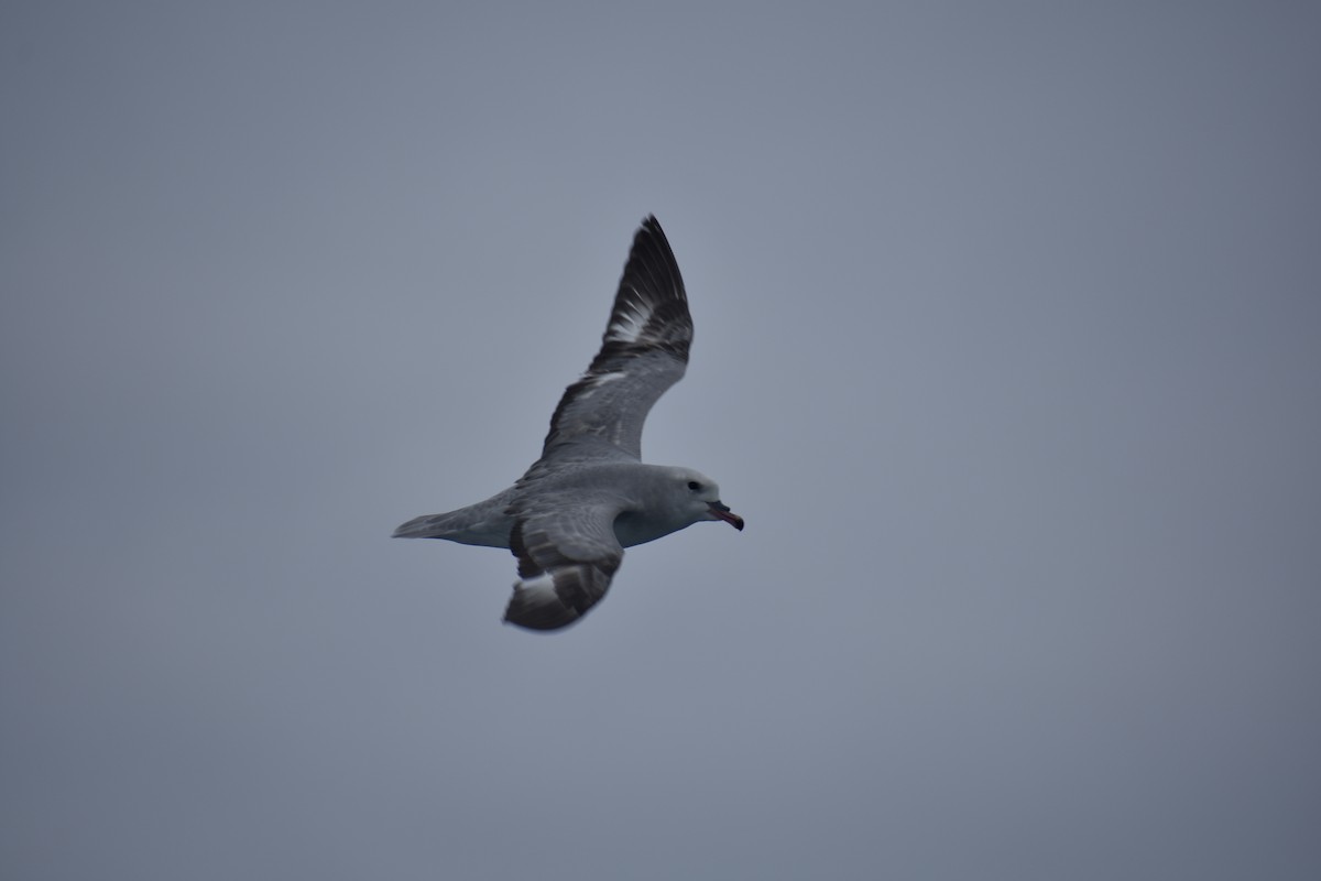 Southern Fulmar - ML521036281