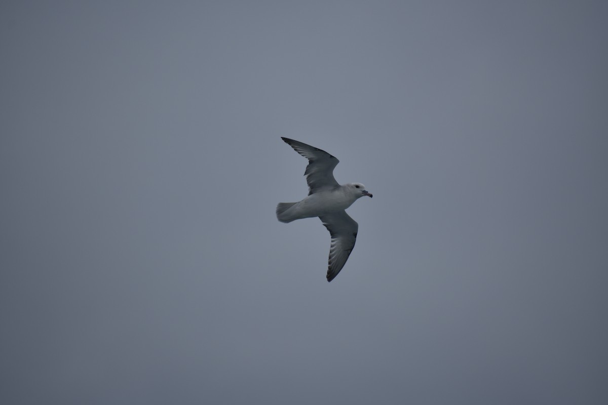 Southern Fulmar - ML521036291