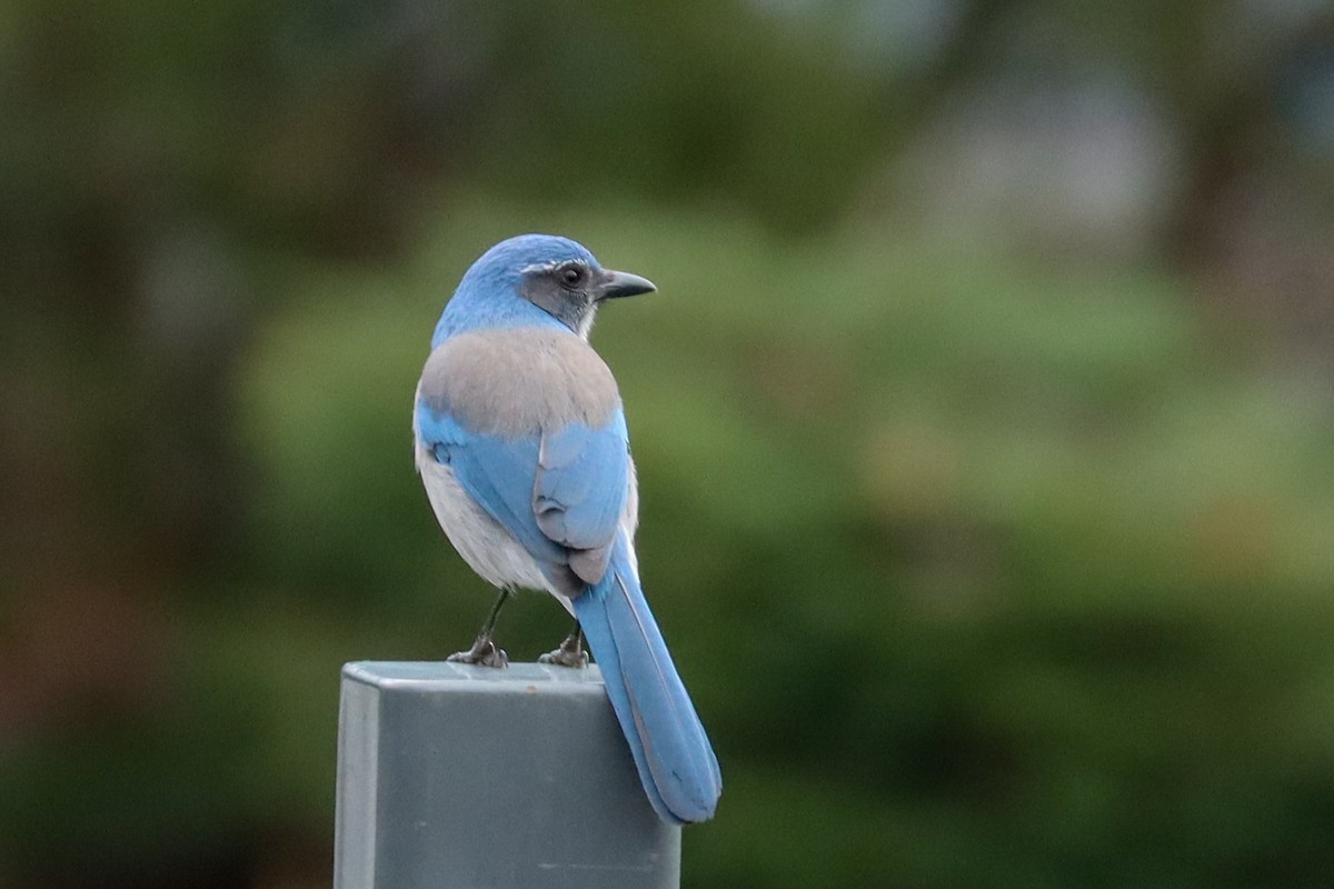 California Scrub-Jay - ML521036491