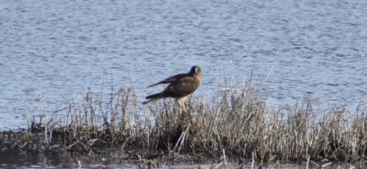 Aguilucho de Hudson - ML521036551