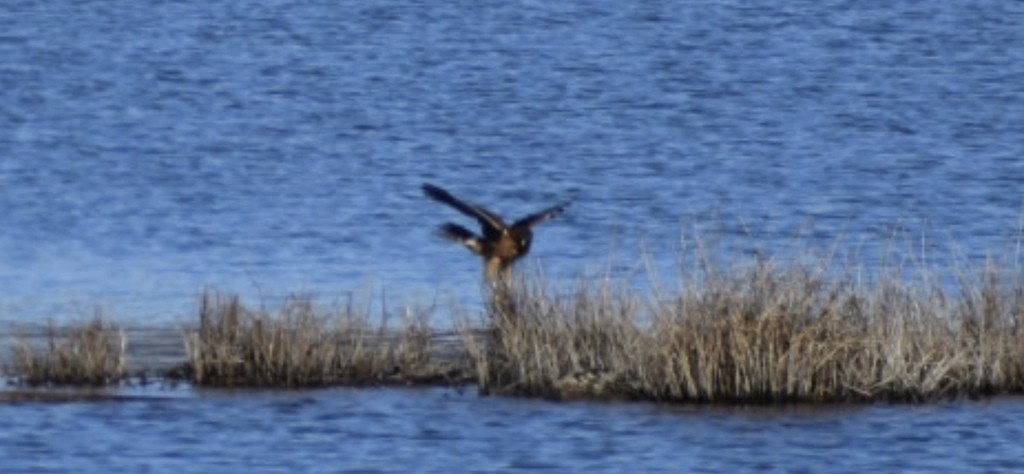 Northern Harrier - ML521036561