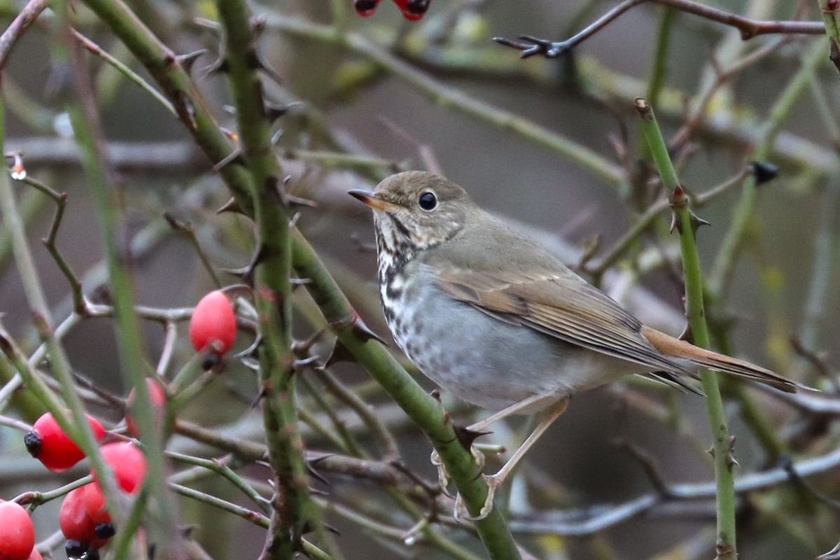 Hermit Thrush - ML521036611