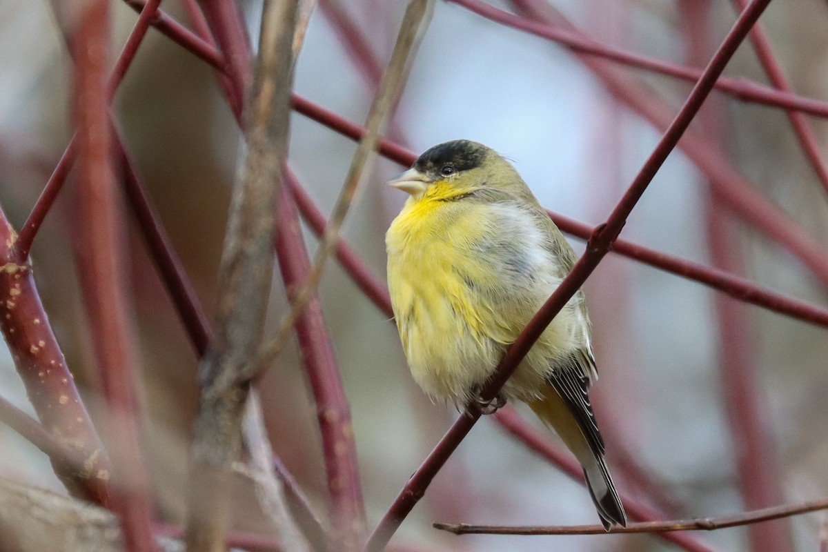 Lesser Goldfinch - ML521036701