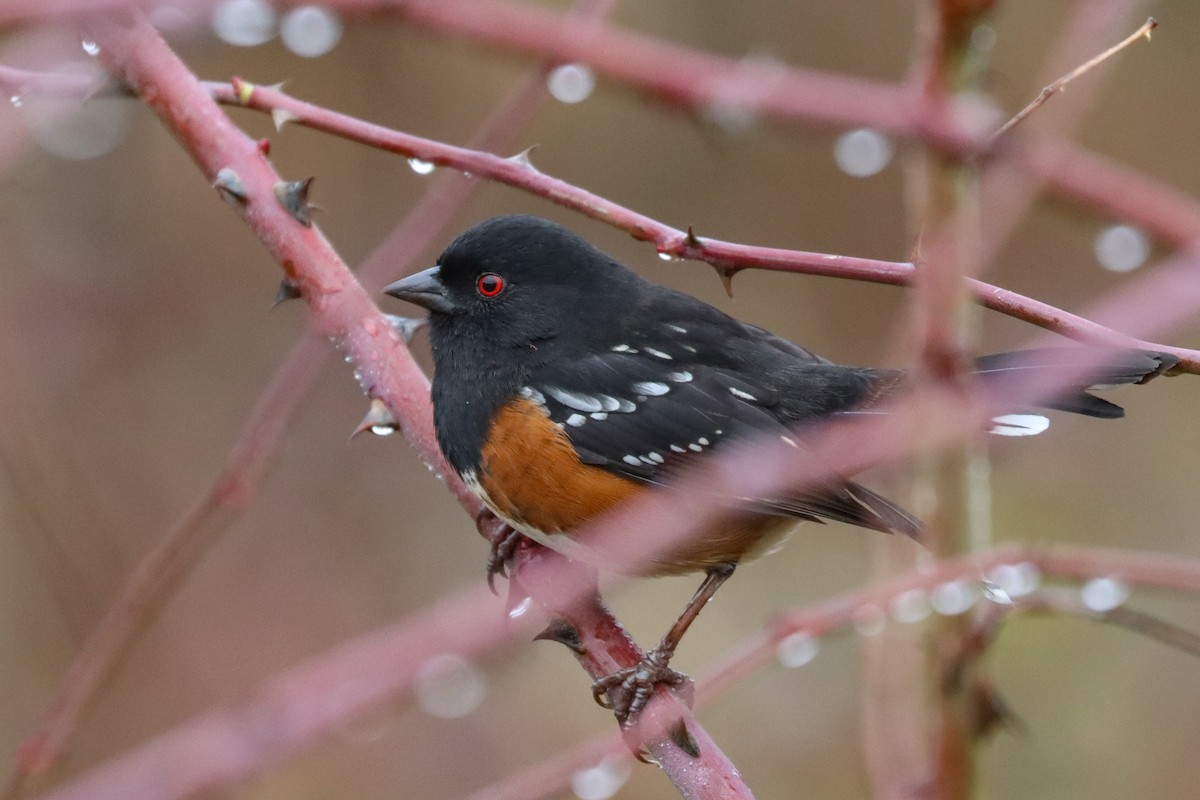Spotted Towhee - ML521036721