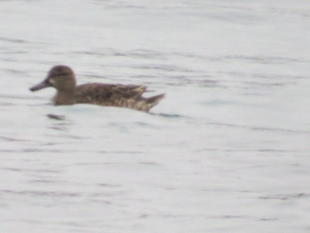 Blue-winged Teal - ML521036891