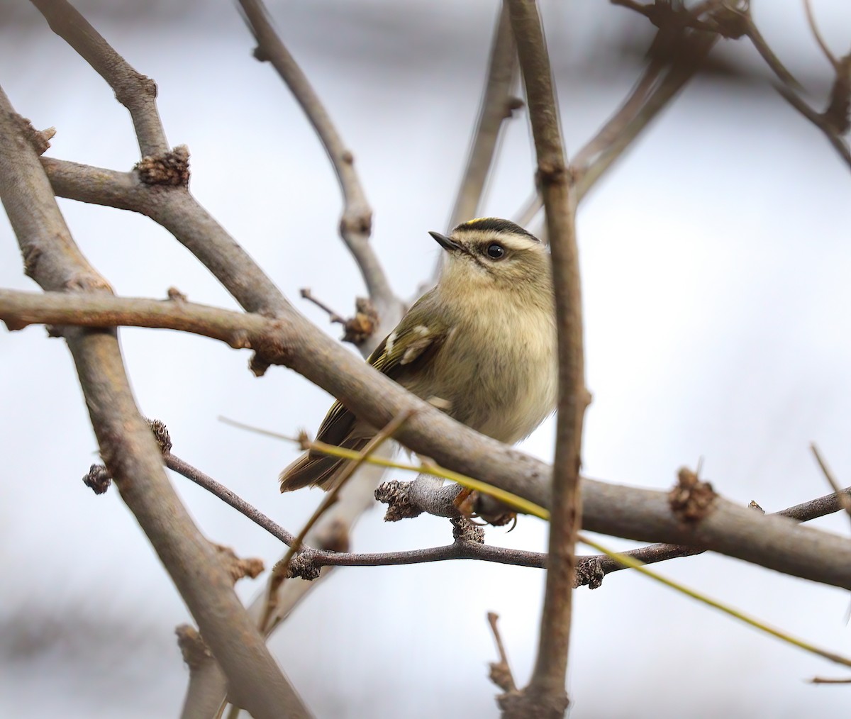 Golden-crowned Kinglet - Jill Casperson