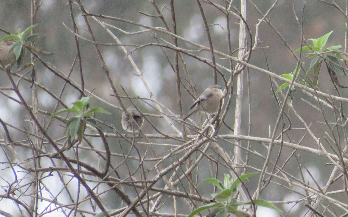 Bushtit - ML521038991