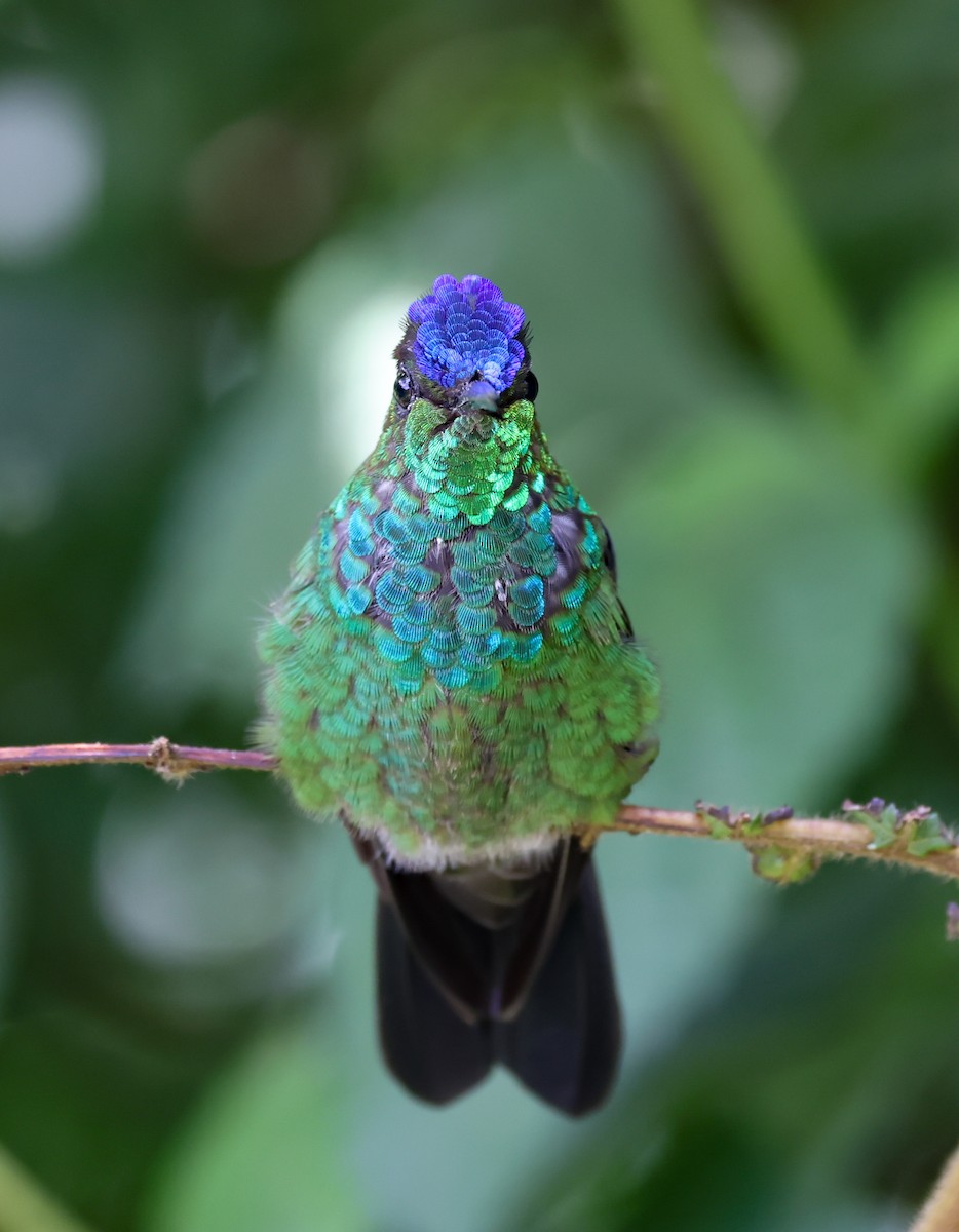 kolibřík fialovočelý - ML521039621