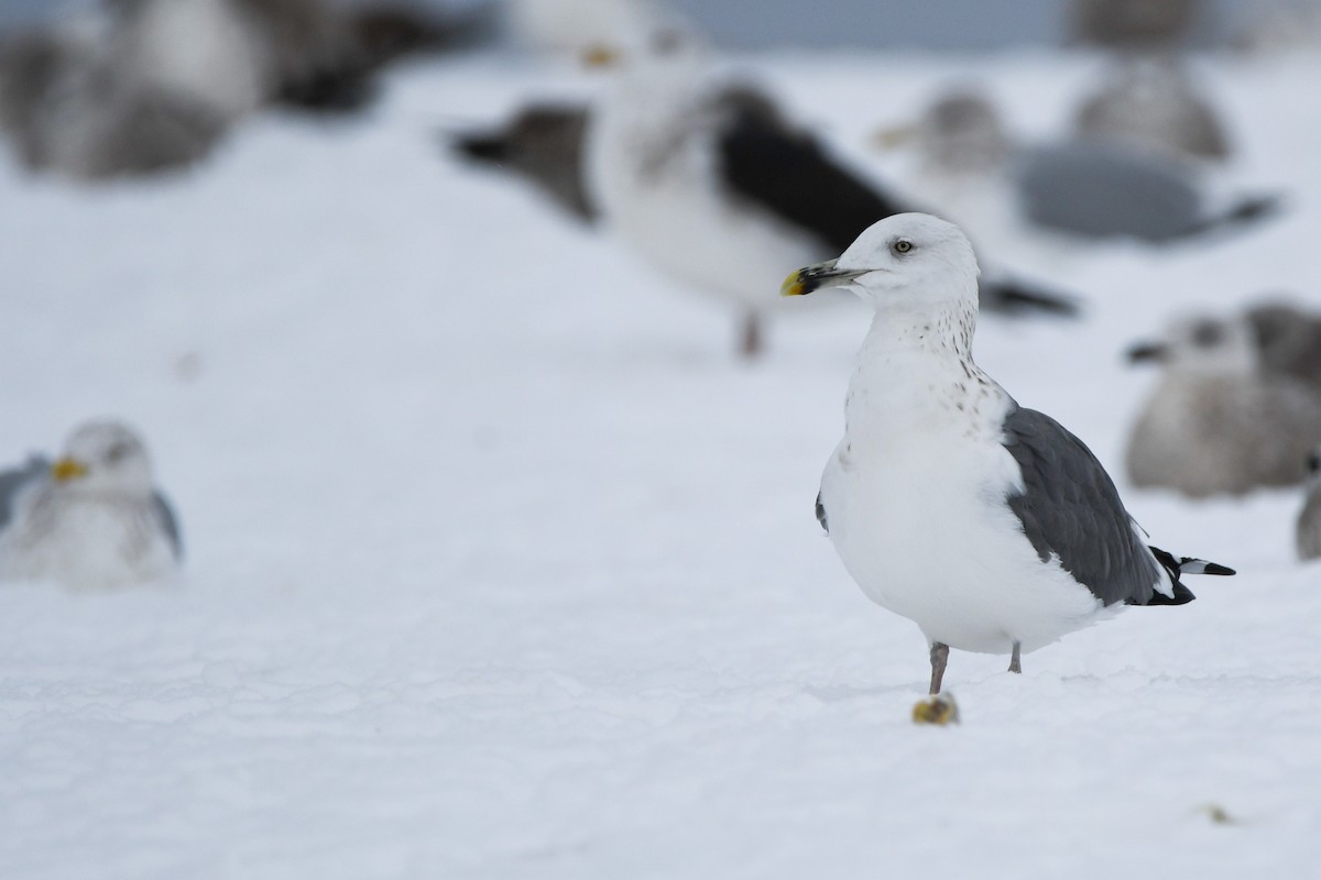 Lesser Black-backed Gull - Manny Salas