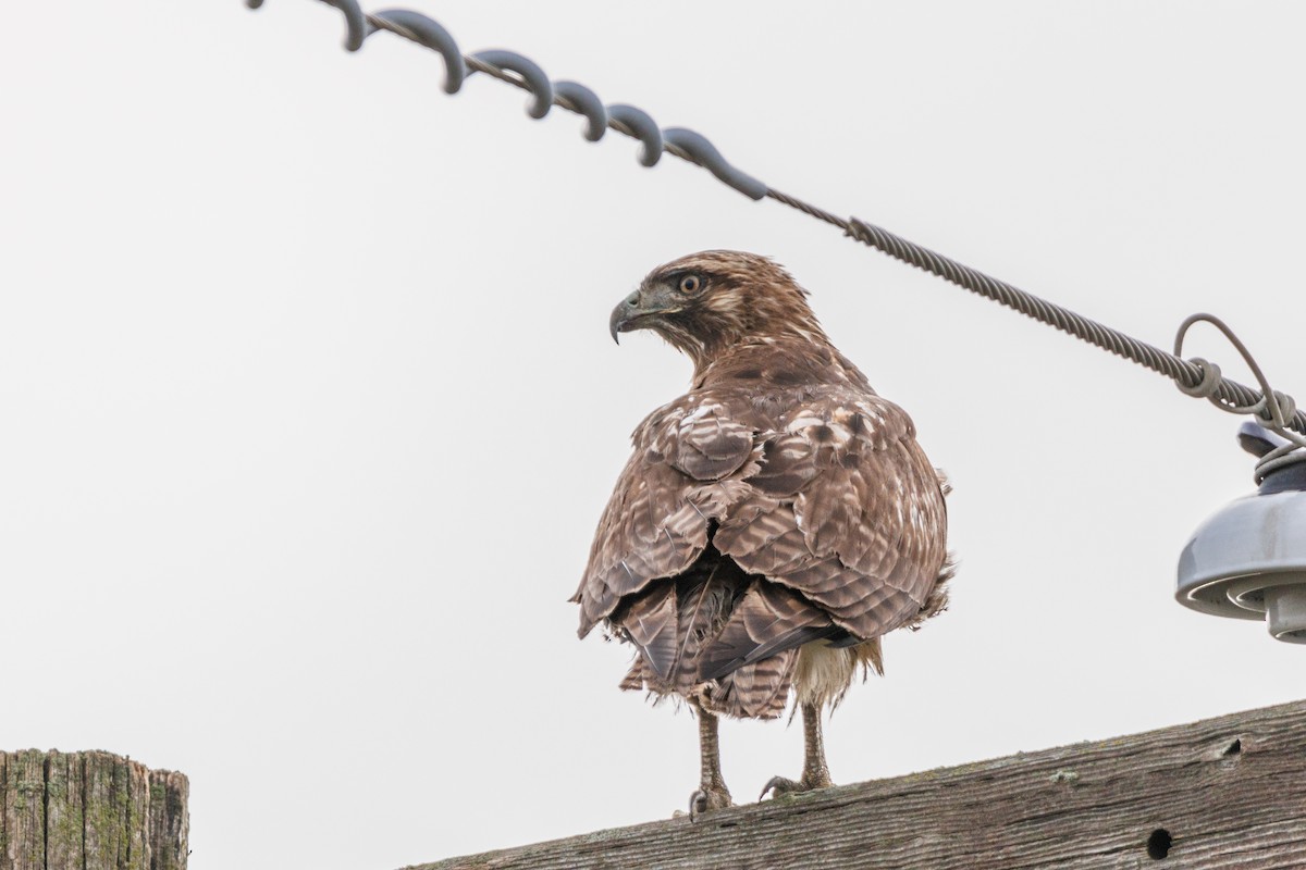 Red-tailed Hawk - ML521042131