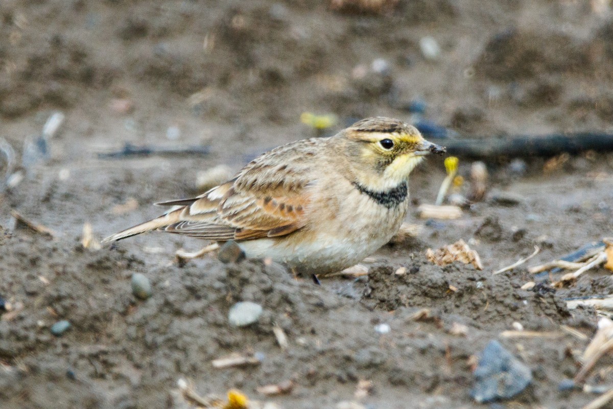 Horned Lark - ML521042331